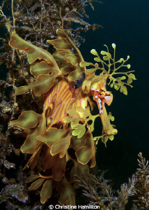 Leafy Sea Dragon by Christine Hamilton 